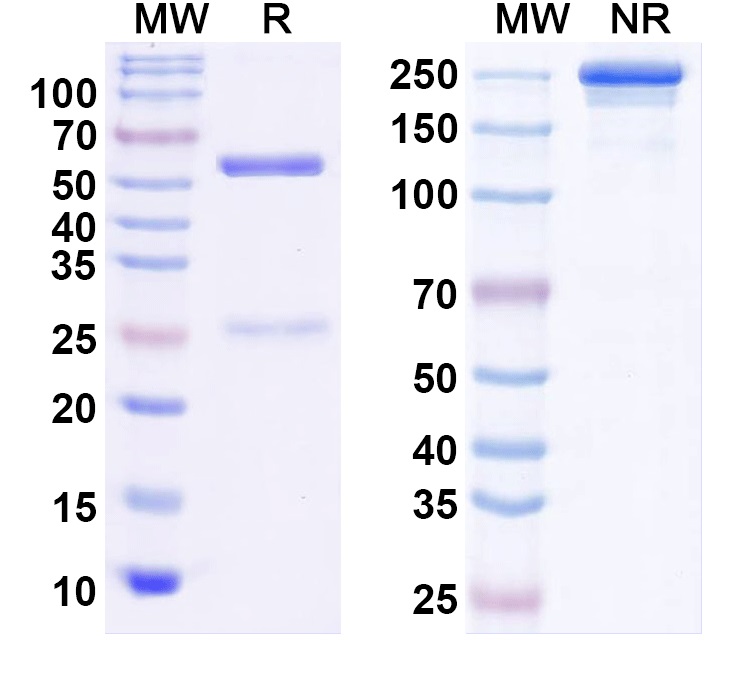 SDS-PAGE for Anti-Kv2.3 K+ channel/Kv8.1 Antibody (K50/27)