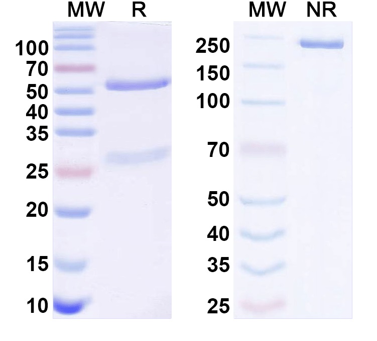 SDS-PAGE for Anti-Kv3 K+ channel Antibody (K21/1)