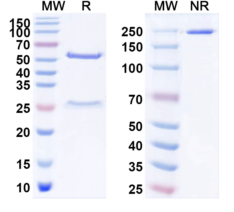 SDS-PAGE for Anti-Lagovirus Capsid protein VP60 antibody (2D9)