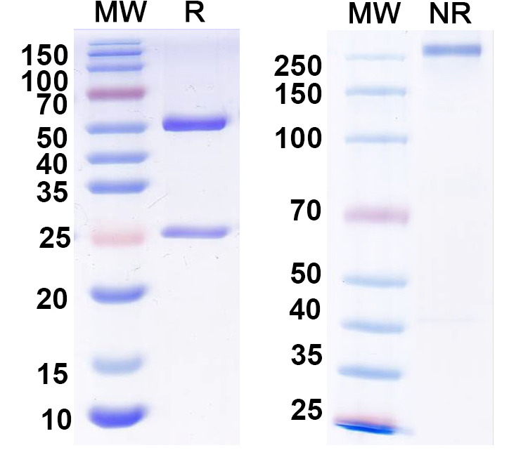 SDS-PAGE for Anti-LAR/PTPRF Antibody (N165/38)
