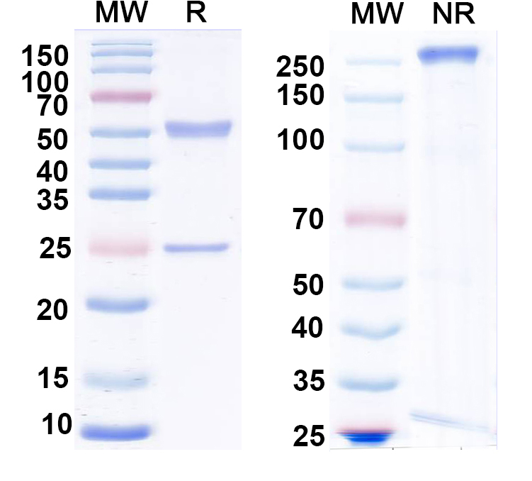 SDS-PAGE for Anti-LASV GPC Monoclonal Antibody, 25.10C.