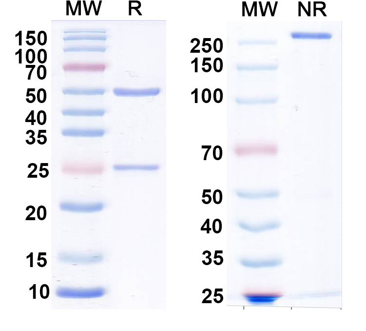 SDS-PAGE for Anti-LASV GPC Monoclonal Antibody, 25.6A