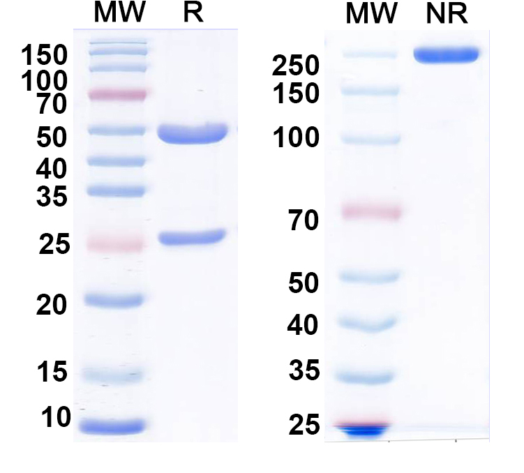 SDS-PAGE for Anti-LASV GPC Monoclonal Antibody, 36.1F
