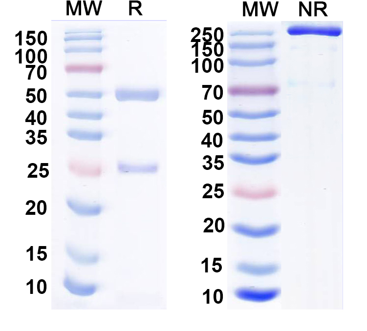 SDS-PAGE for Anti-LASV GPC Monoclonal Antibody, 37.2D