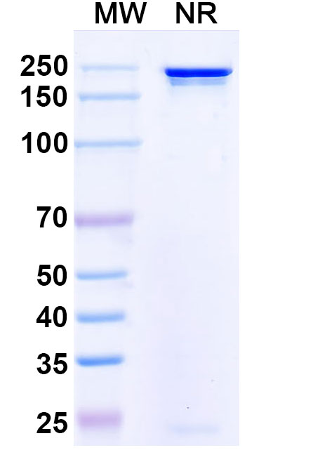 SDS-PAGE for Anti-LASV GPC Monoclonal Antibody, 8.9F