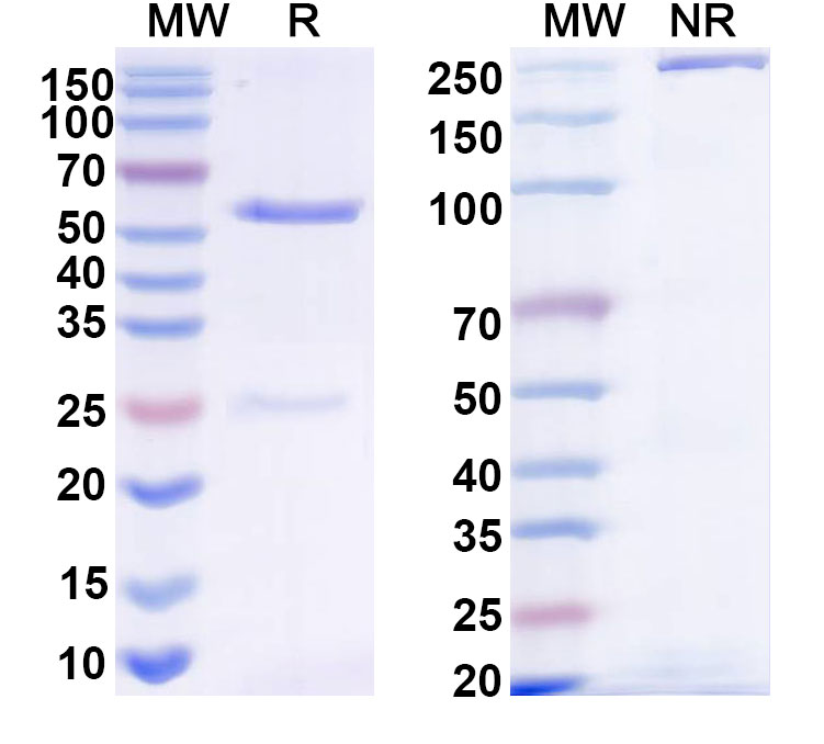 SDS-PAGE for Anti-LASV GPC Monoclonal Antibody, 9.8A