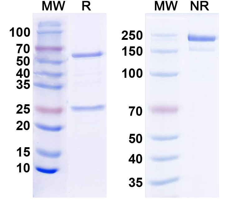 SDS-PAGE for Anti-Lhx6.1 Antibody (N228A/16)