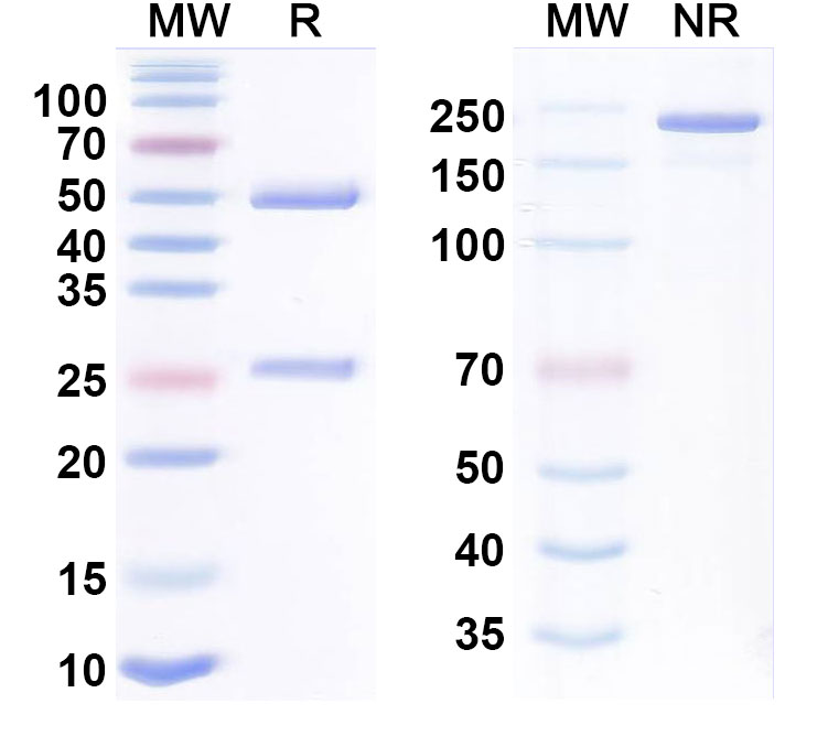 SDS-PAGE for Anti-LILRB1 & LILRB2 Bispecific Antibody