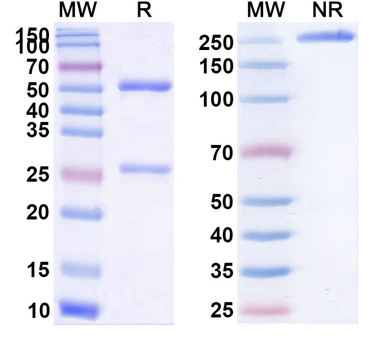 SDS-PAGE for Anti-Listeria monocytogenes serovar 1/2a IAP Monoclonal Antibody (1A180)