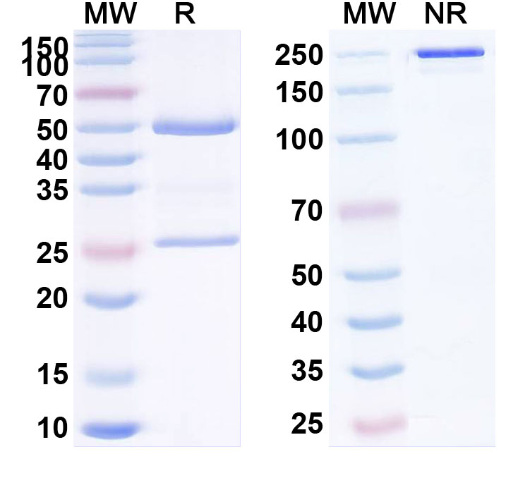 SDS-PAGE for Anti-LPA/Lysophosphatidic acid Monoclonal Antibody (LT3015)
