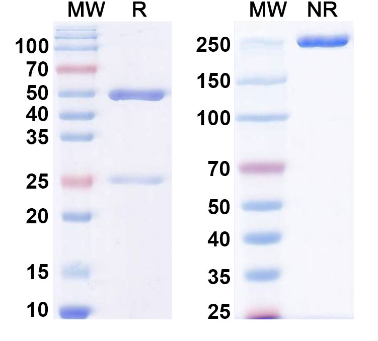 SDS-PAGE for Anti-LPS/Lipid A Antibody (SAA0580)