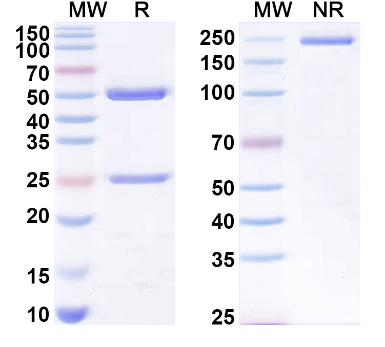 SDS-PAGE for Anti-LPS/Lipopolysaccharide Antibody (SAA0574)