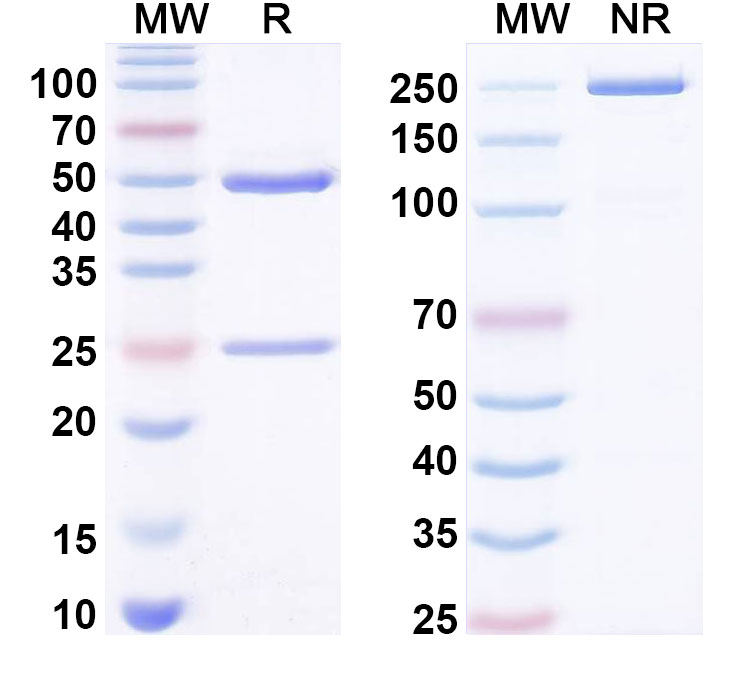SDS-PAGE for Anti-LPS/Lipopolysaccharide Antibody (SAA0576)