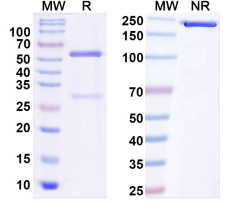 SDS-PAGE for Anti-LPS/Lipopolysaccharide Antibody (SAA0581)