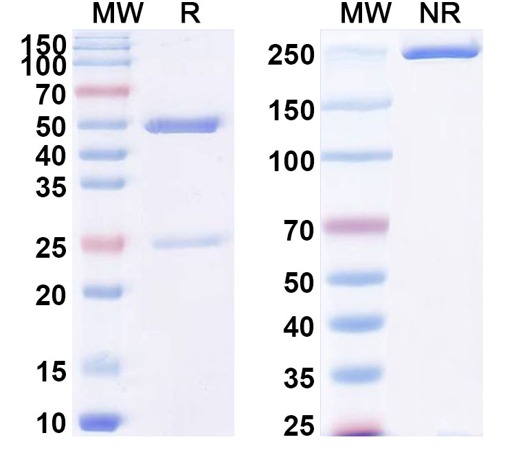 SDS-PAGE for Anti-LPS/Lipopolysaccharide Antibody (SAA0589)