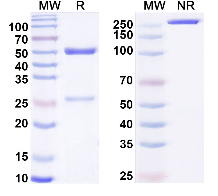 SDS-PAGE for Anti-LPS/Lipopolysaccharide Antibody (SAA0593)