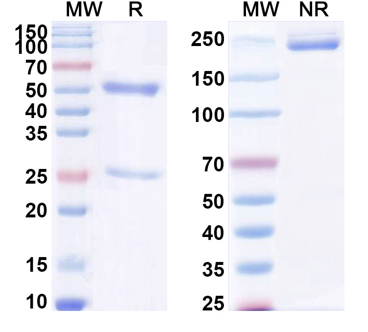 SDS-PAGE for Anti-LPS/Lipopolysaccharide Antibody (SAA0596)