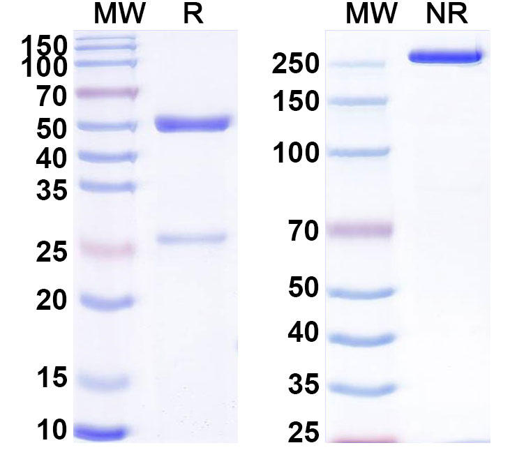 SDS-PAGE for Anti-LPS/Lipopolysaccharide Antibody (SAA0599)