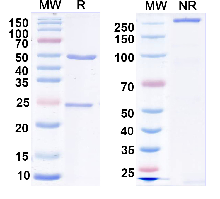 SDS-PAGE for Anti-LRP4 Antibody (N164/6)