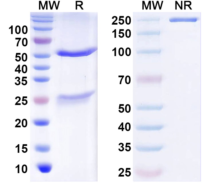SDS-PAGE for Anti-LRRTM4 Antibody (N205/36)