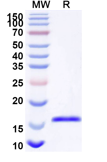 SDS-PAGE for Anti-mAb-1E7 Idiotype VHH (NB61)