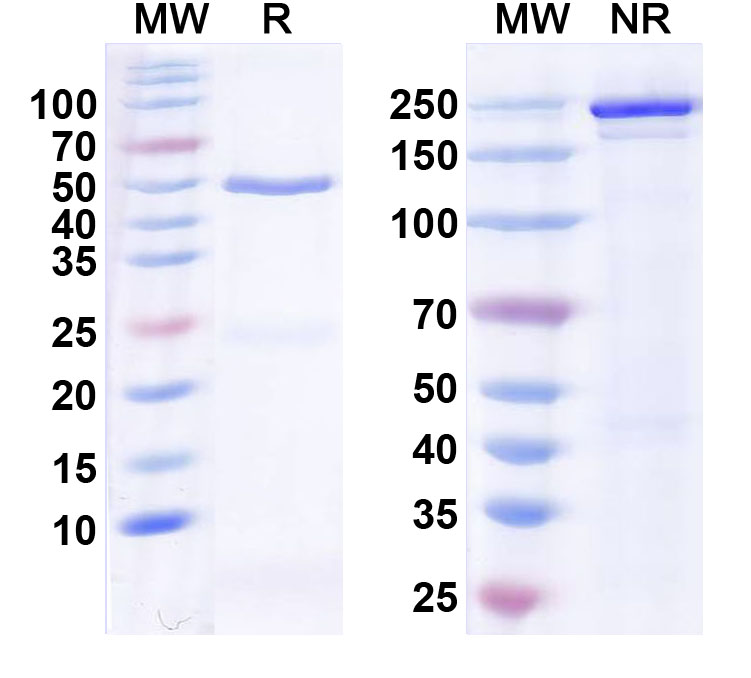 SDS-PAGE for Anti-Mad3 Antibody (N129/15)
