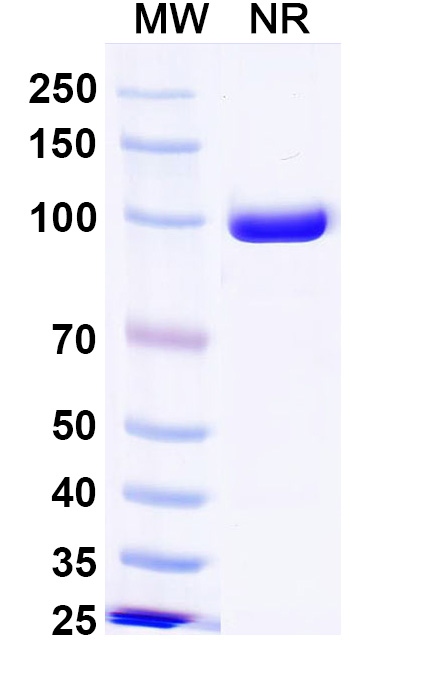 SDS-PAGE for Anti-Mal f 1/Allergen Pit o 1 Antibody (SAA0645)