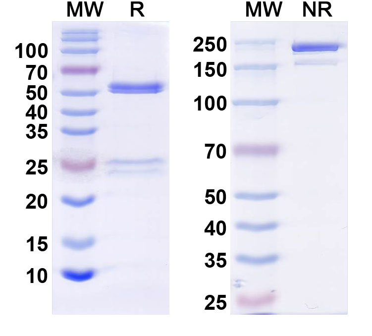 SDS-PAGE for Anti-MAP3K12 Monoclonal Antibody (N377/20)