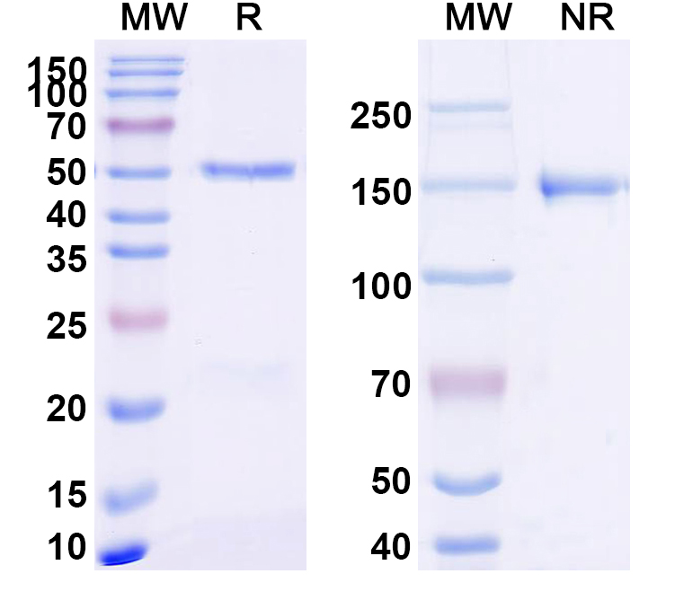 SDS-PAGE for Anti-MAP3K2 (K260me3) Antibody (SAA2423)