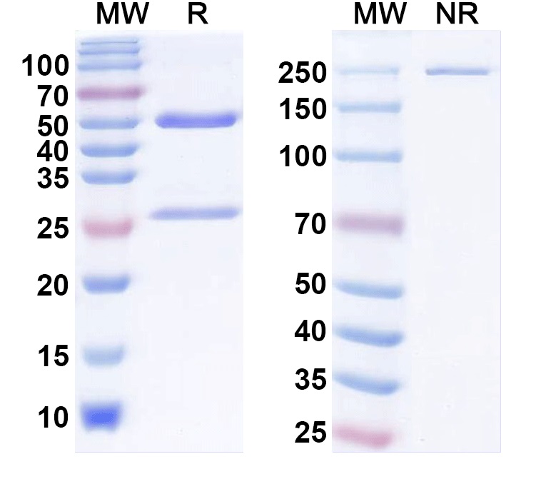 SDS-PAGE for Anti-MARV GP/Envelope glycoprotein Monoclonal Antibody, MR78