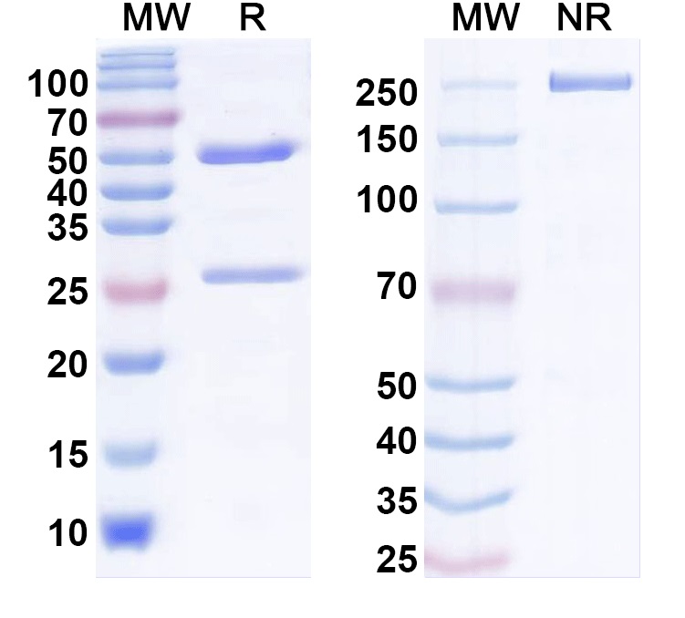 SDS-PAGE for Anti-MARV NP/Nucleoprotein Monoclonal Antibody, SAA1443