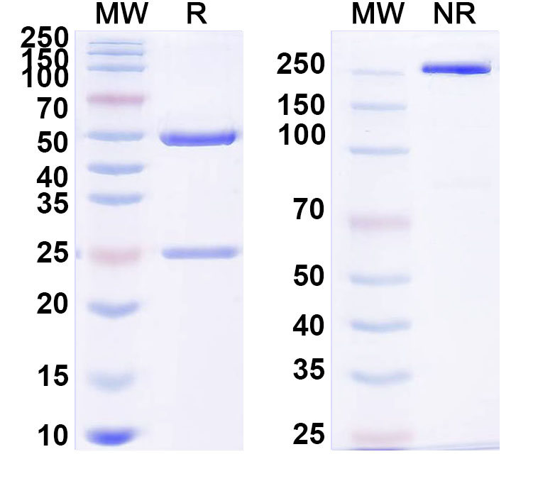 SDS-PAGE for Anti-MBG/Marinobufagenin Antibody (SAA1428)