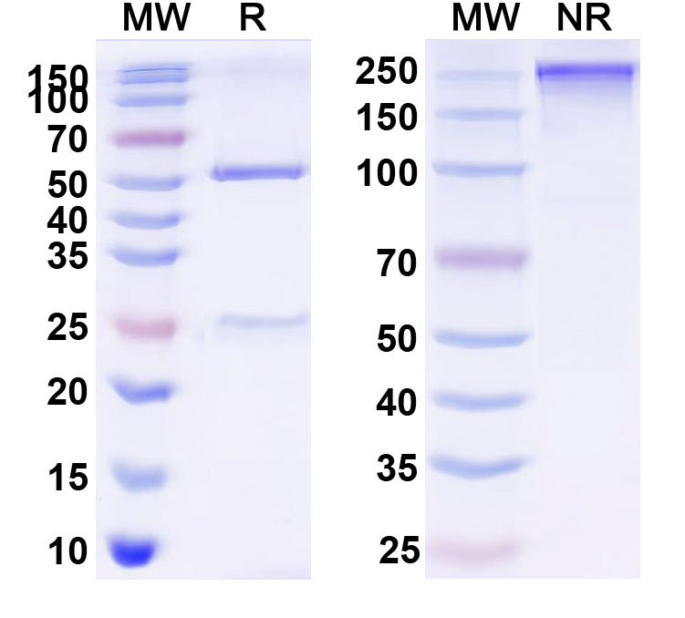 SDS-PAGE for Anti-MBP Tag Antibody (MCS2)