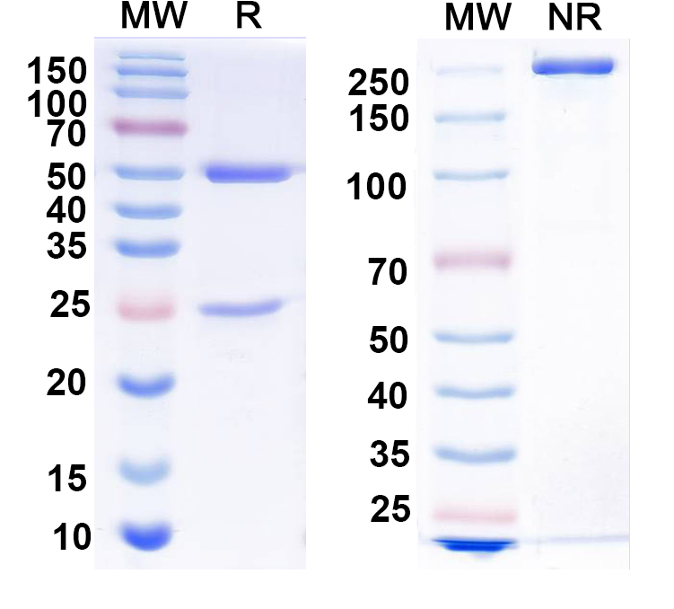 SDS-PAGE for Anti-MECP2 Antibody (N227/11)