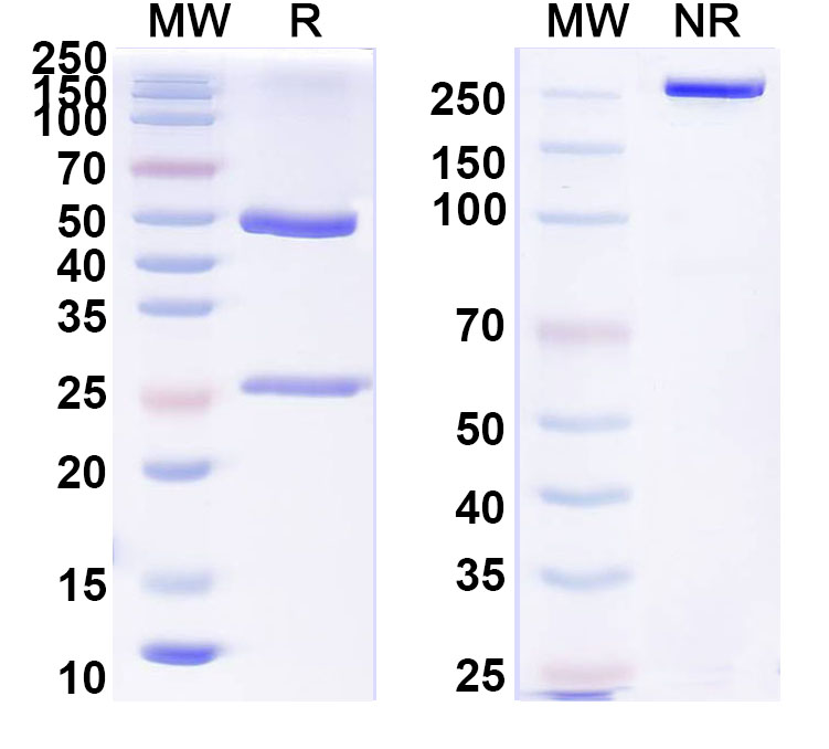 SDS-PAGE for Anti-MERS-CoV RBD Monoclonal Antibody, 4V2