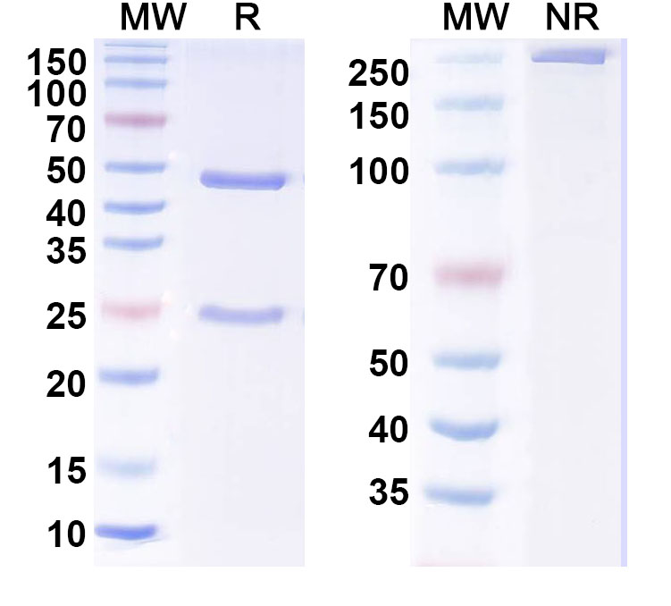 SDS-PAGE for Anti-MERS-CoV RBD Monoclonal Antibody, CDC2-C2
