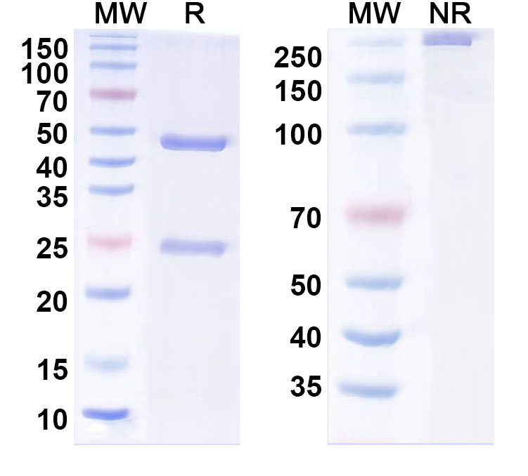 SDS-PAGE for Anti-MERS-CoV S2 Protein Monoclonal Antibody, MERS-27