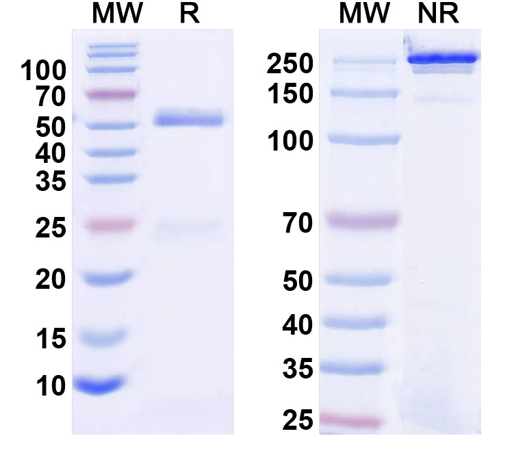 SDS-PAGE for Anti-MGL Antibody (N90/20)