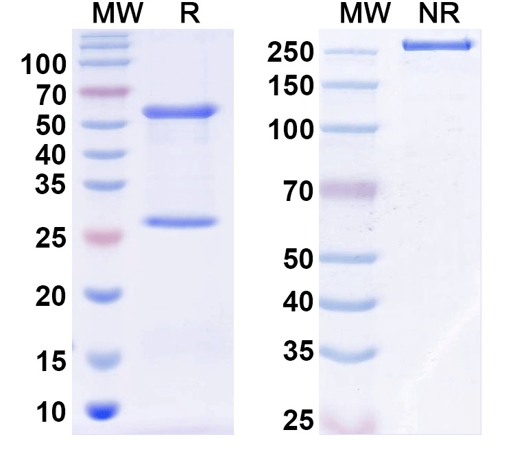SDS-PAGE for Anti-Miro1 Antibody (N383/18)