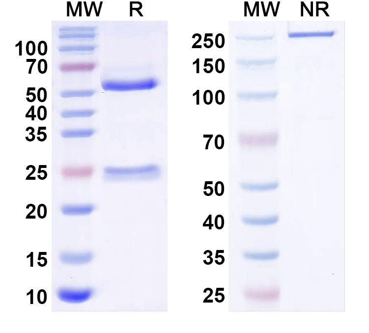 SDS-PAGE for Anti-mitF/aspF1 Antibody (SAA0653)