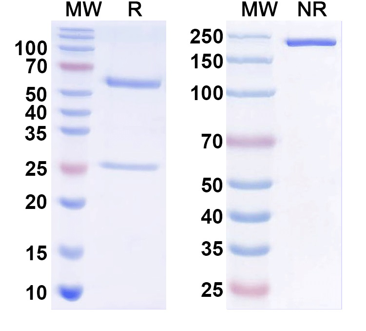 SDS-PAGE for Anti-mitF/aspF1 Antibody (SAA0654)