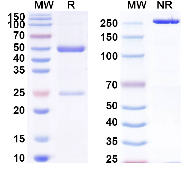 SDS-PAGE for Anti-Mouse BTNL2/BTL-II Monoclonal Monoclonal Antibody (1A066)