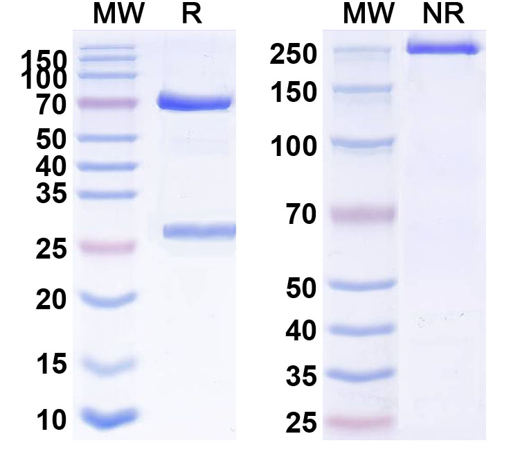 SDS-PAGE for Anti-Mouse CD11c/ITGAX Antibody (N418)