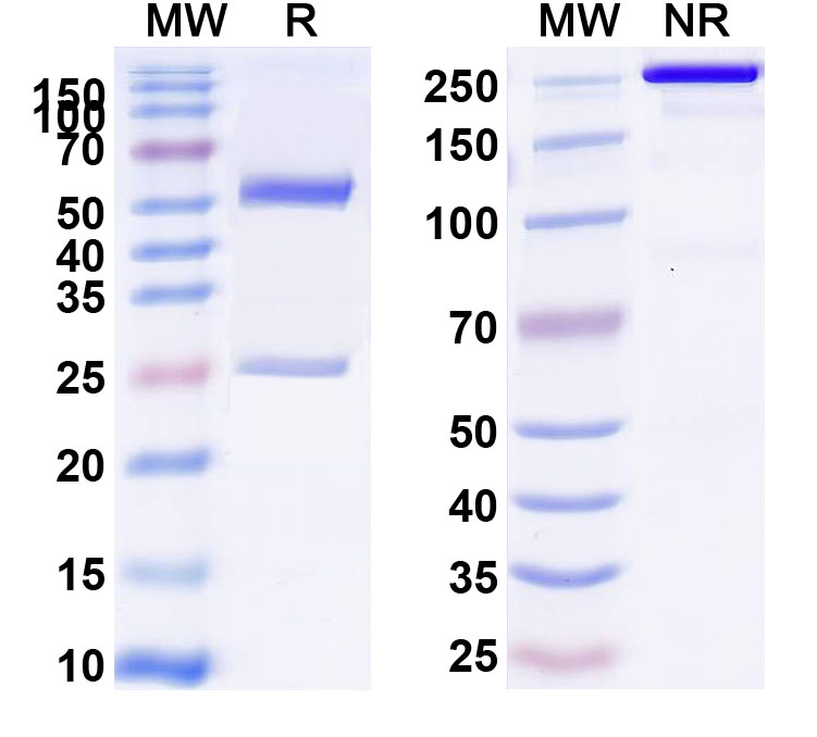 SDS-PAGE for Anti-Mouse CD134/TNFRSF4/OX40 Antibody (OX-86)