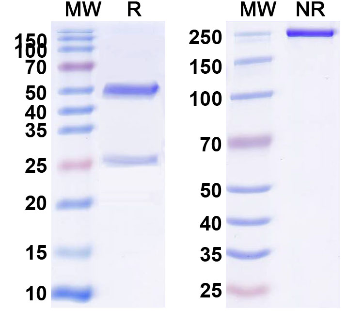 SDS-PAGE for Anti-Mouse CD137/4-1BB/TNFRSF9 Antibody (LOB12.3)