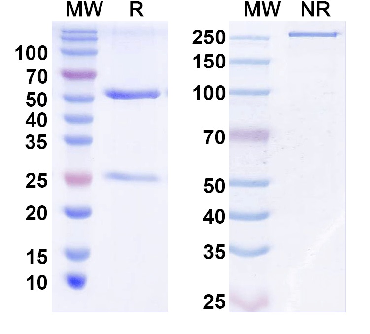 SDS-PAGE for Anti-Mouse CD152/CTLA4 Antibody (SAA2332)