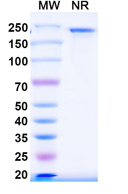 SDS-PAGE for Anti-Mouse CD156c/ADAM10 Antibody (8C7)