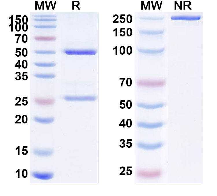 SDS-PAGE for Anti-Mouse CD205/LY75 Antibody (NLDC-145)