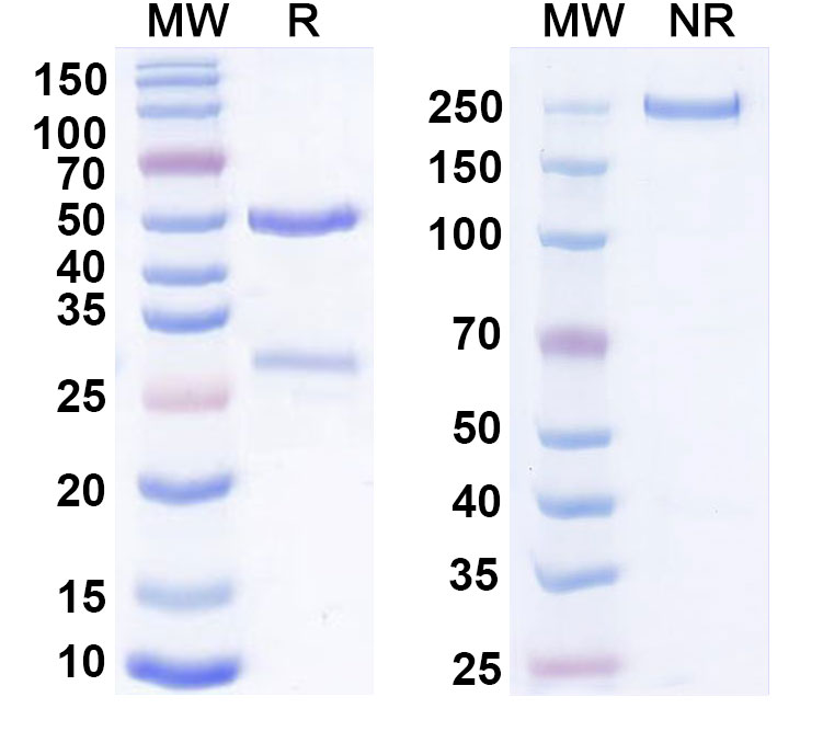 SDS-PAGE for Anti-Mouse CD207 Antibody (2G3k)