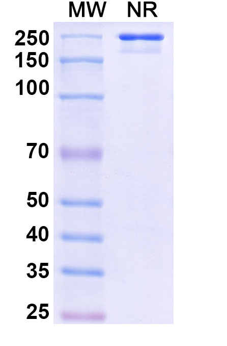 SDS-PAGE for Anti-Mouse CD248 Antibody (G78)